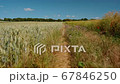 Walking along a crop of wheat in Kent Downs Area of Outstanding Natural Beauty, in Southern England, UK 67846250