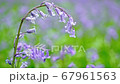 General views and details of the english bluebell in woods in lkley, West Yorkshire 67961563