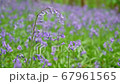 General views and details of the english bluebell in woods in lkley, West Yorkshire 67961565
