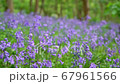 General views and details of the english bluebell in woods in lkley, West Yorkshire 67961566