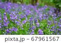 General views and details of the english bluebell in woods in lkley, West Yorkshire 67961567