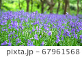 General views and details of the english bluebell in woods in lkley, West Yorkshire 67961568