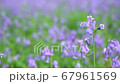 General views and details of the english bluebell in woods in lkley, West Yorkshire 67961569