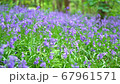 General views and details of the english bluebell in woods in lkley, West Yorkshire 67961571