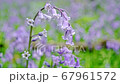 General views and details of the english bluebell in woods in lkley, West Yorkshire 67961572