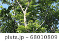 風に揺れる森林の木々 68010809