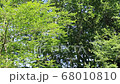 風に揺れる森林の木々 68010810