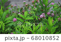 ムラサキツメクサ　花 68010852