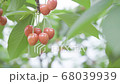 さくらんぼ 68039939