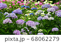 Hydrangea flower swaying in the wind 68062279