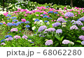 Hydrangea flower swaying in the wind 68062280