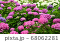 Hydrangea flower swaying in the wind 68062281