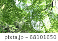 風に揺れる新緑 68101650