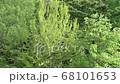新緑 68101653