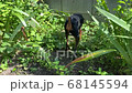 夏の日本の庭をのびのび歩く黒い犬。ミニチュアピンシャー/ペットの日常 68145594
