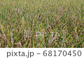 Novice 68170450