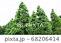 Plantanus trees 68206414