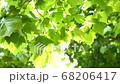 Fresh green Platanus leaves 68206417
