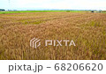 Wheat field 68206620