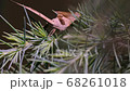 Butterfly apatelodes perched on the branches of a pine tree 68261018