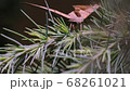 Butterfly apatelodes perched on the branches of a pine tree 68261021