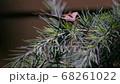 Butterfly apatelodes perched on the branches of a pine tree 68261022