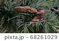 Butterfly apatelodes perched on the branches of a pine tree 68261029