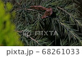 Butterfly apatelodes perched on the branches of a pine tree 68261033