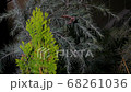 Butterfly apatelodes perched on the branches of a pine tree 68261036