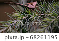 Butterfly apatelodes perched on the branches of a pine tree 68261195