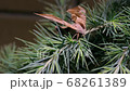 Butterfly apatelodes perched on the branches of a pine tree 68261389
