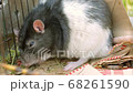 Big fat rat cleans fur with paws 68261590