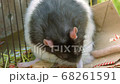 Big fat rat cleans fur 68261591