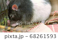The rat washes his hands and cleans his fur 68261593