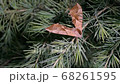 Butterfly apatelodes perched on the branches of a pine tree 68261595