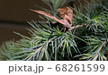 Butterfly apatelodes perched on the branches of a pine tree 68261599