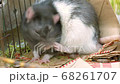 Big fat rat cleans fur with paws 68261707