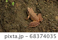 森の中のカエル 68374035