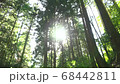 木漏れ日 68442811