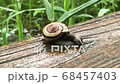 snails  68457403