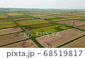 Rice reaping 68519817