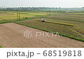 Rice reaping 68519818