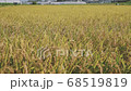 Rice reaping 68519819