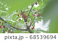 さくらんぼ 68539694
