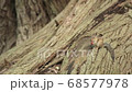 Ezo chipmunk eating on a tree 68577978