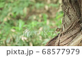Ezo chipmunk that emerges from the shadow of a tree 68577979