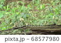 Ezo chipmunk eating on a tree 68577980