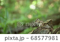Ezo chipmunk active on a tree 68577981