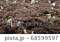 Green plant growth time lapse 68599597