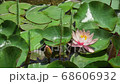 Beautiful Lotus Flower In Pond, Background 68606932